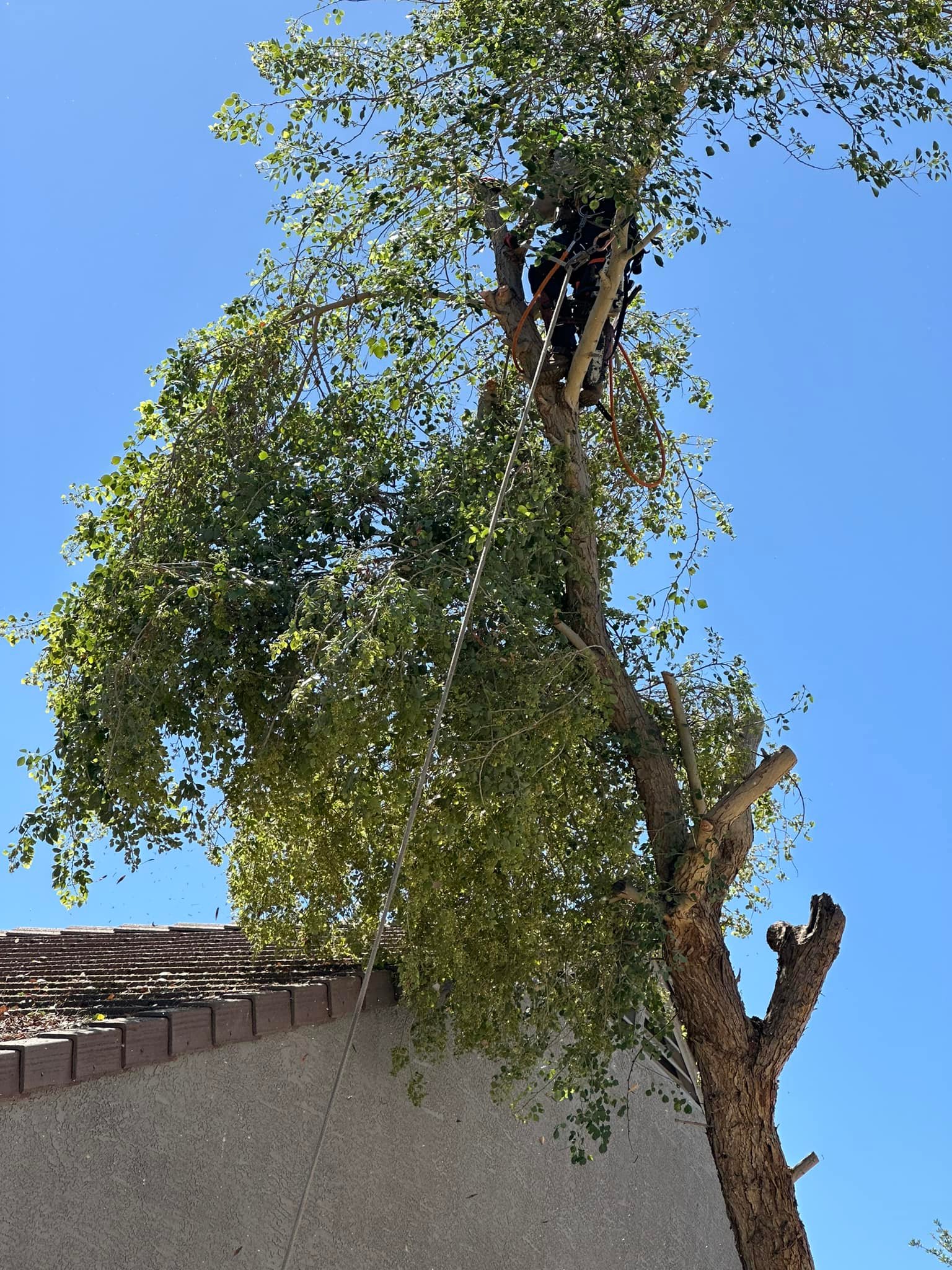 OPS - The monsoon season is unpredictable, and dangerous trees in your ...
