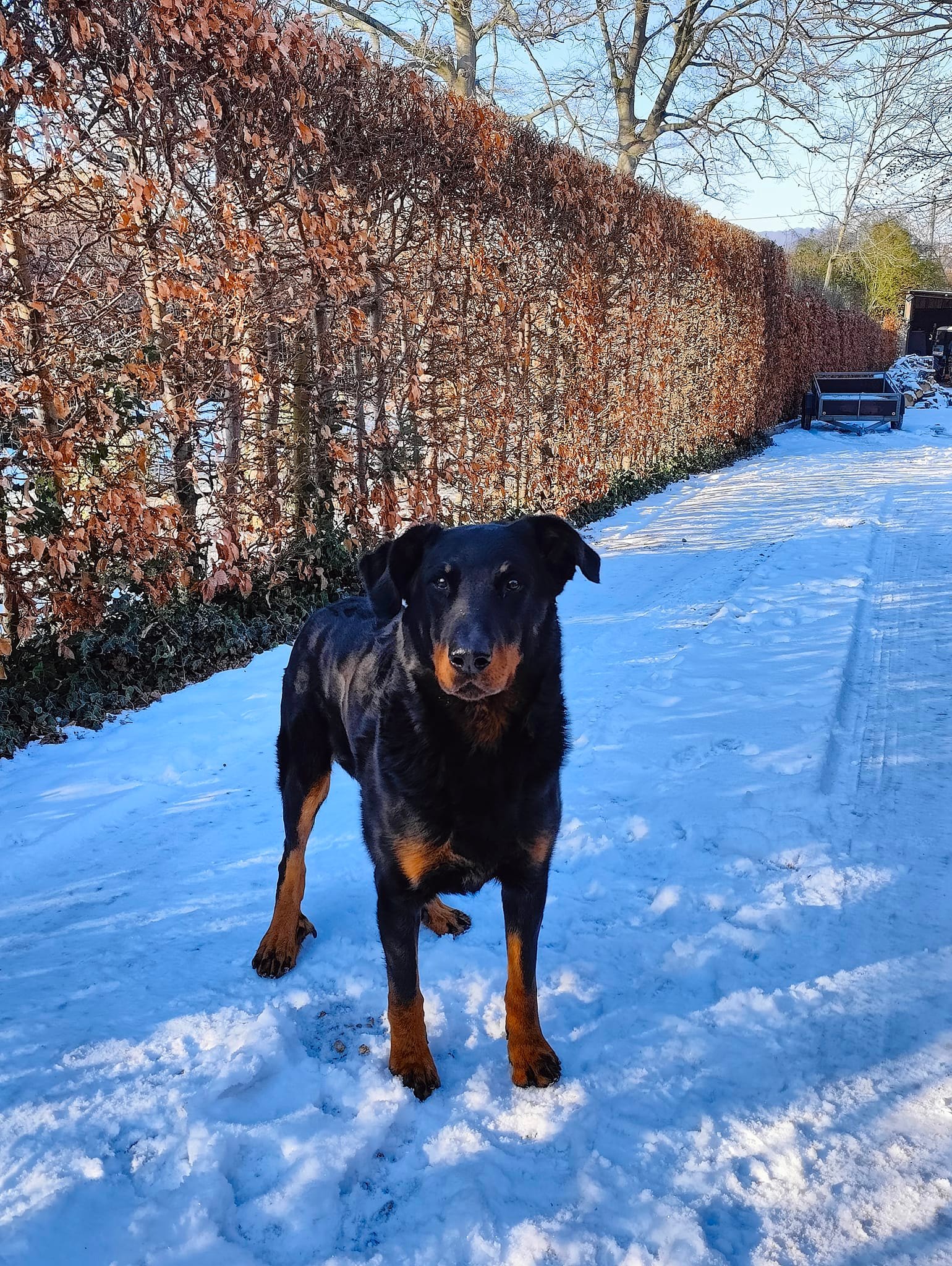 Beaucerons 'Le Bas Rouge Céleste' | Pottes