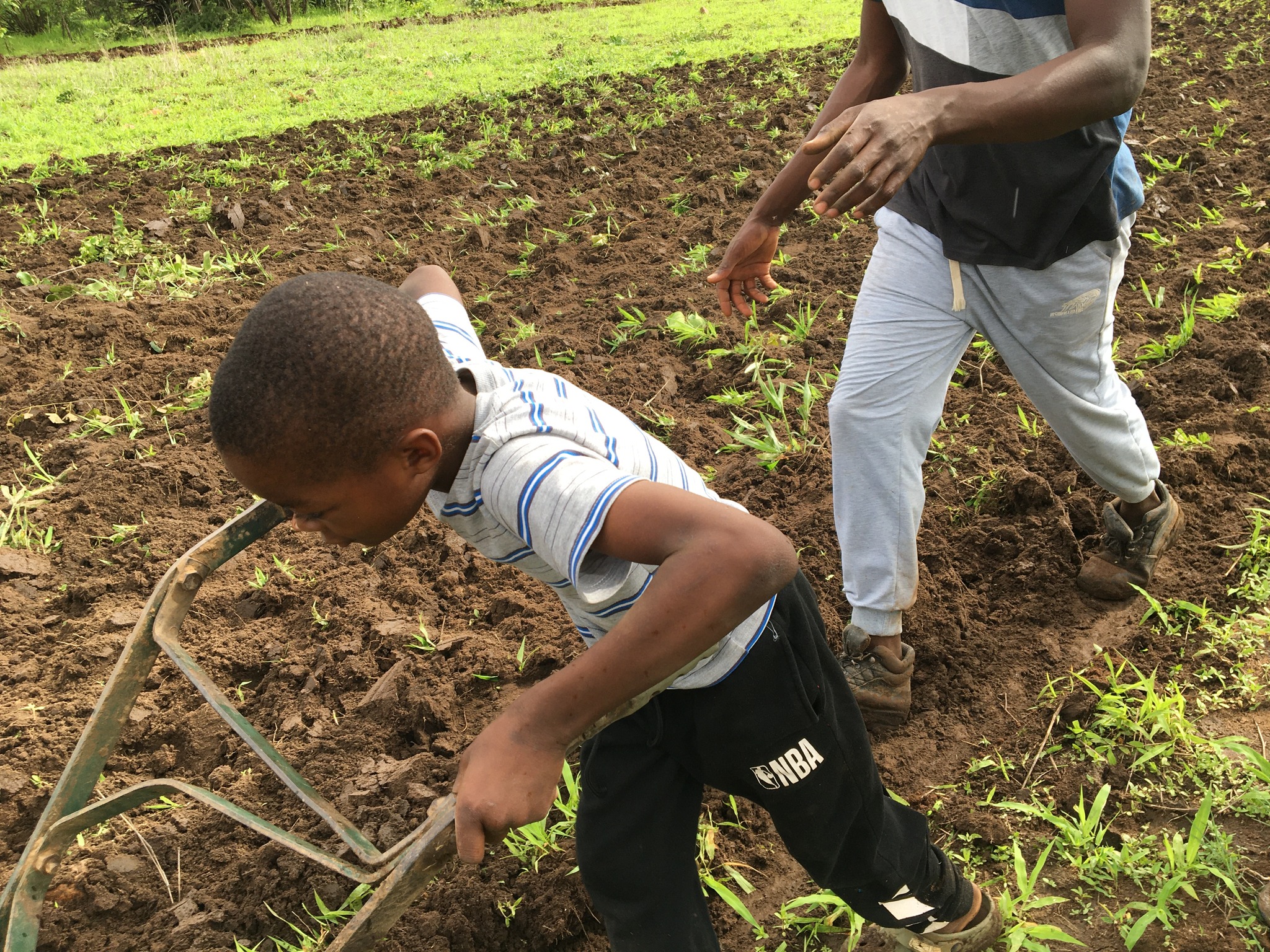 We are farming as a... - Radical Farmer - Organic Farm7 | Facebook