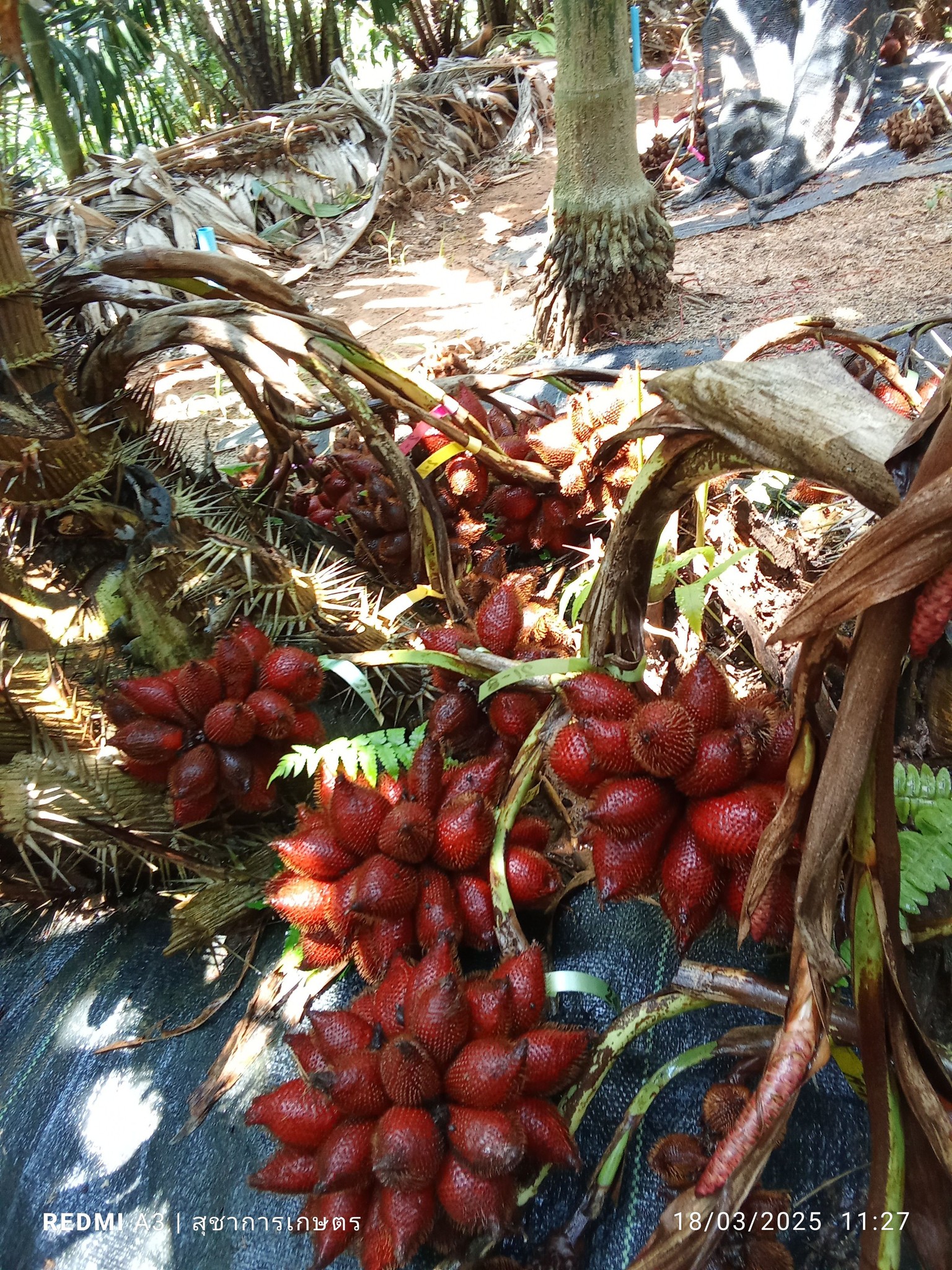 Farm Kun Din | Surat Thani