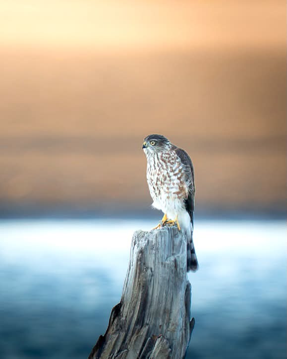Wildlife & Nature Photography