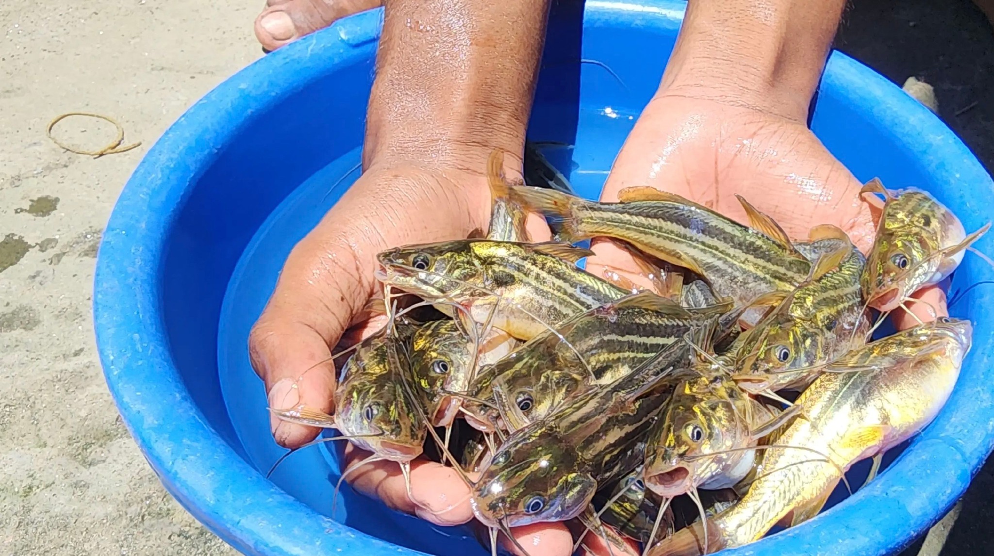 Fish Shop And Supply | Mymensingh