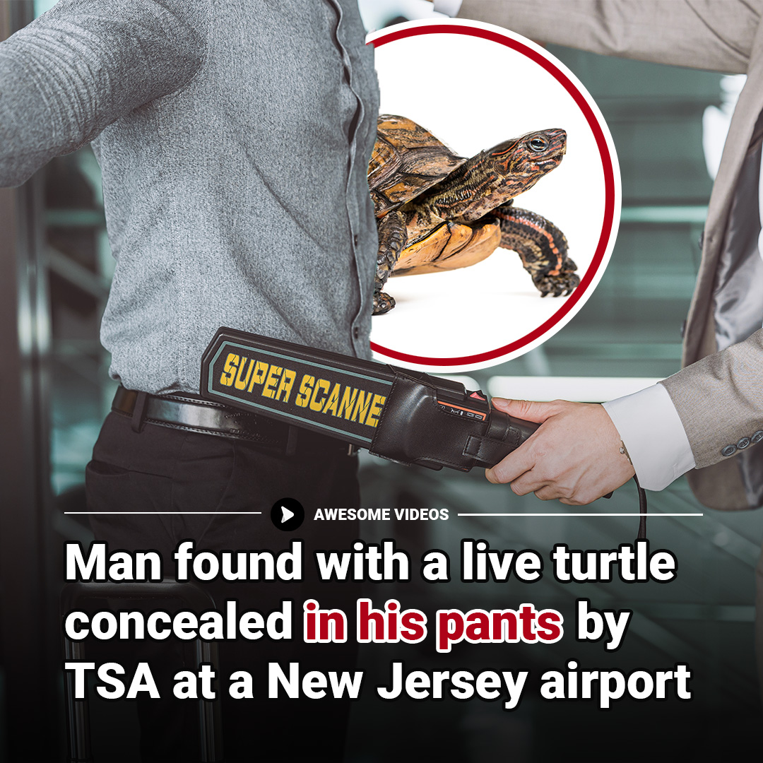 Awesome - A Pennsylvania man was caught trying to smuggle a live turtle ...