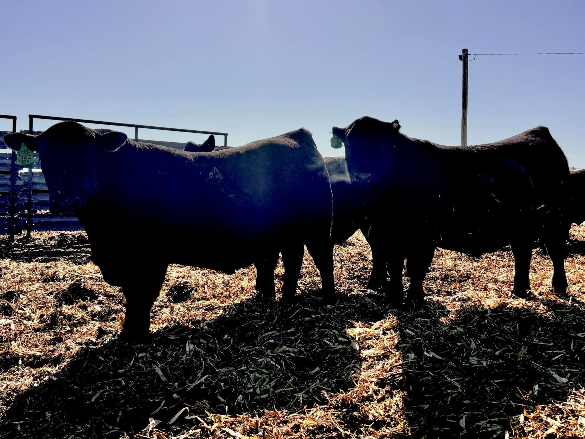 C1 Cattle | Mason City NE
