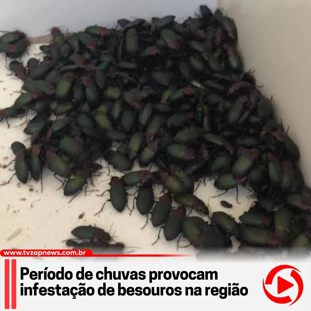 TV - Milhares de insetos conhecidos como “besouro verde” ou “carocha ...