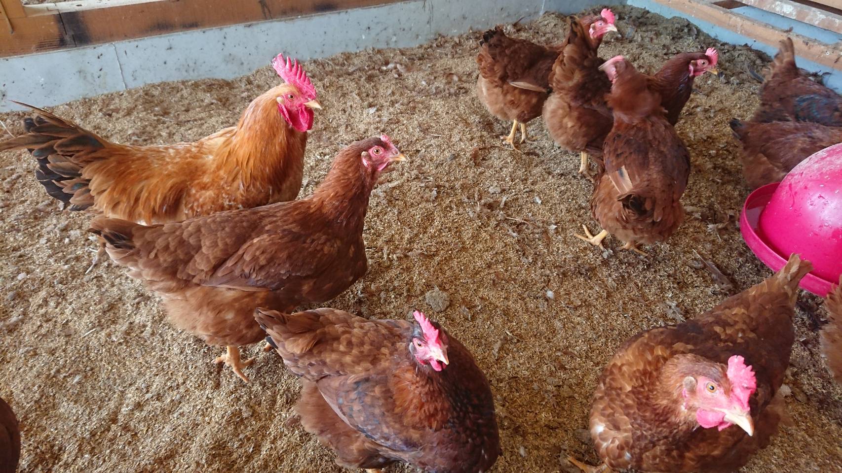 種鶏（広大鶏とロードアイランドレッド）... - Gallus Japan株式会社 種鶏業務 「地鶏」の雛・種卵・成鶏 販売