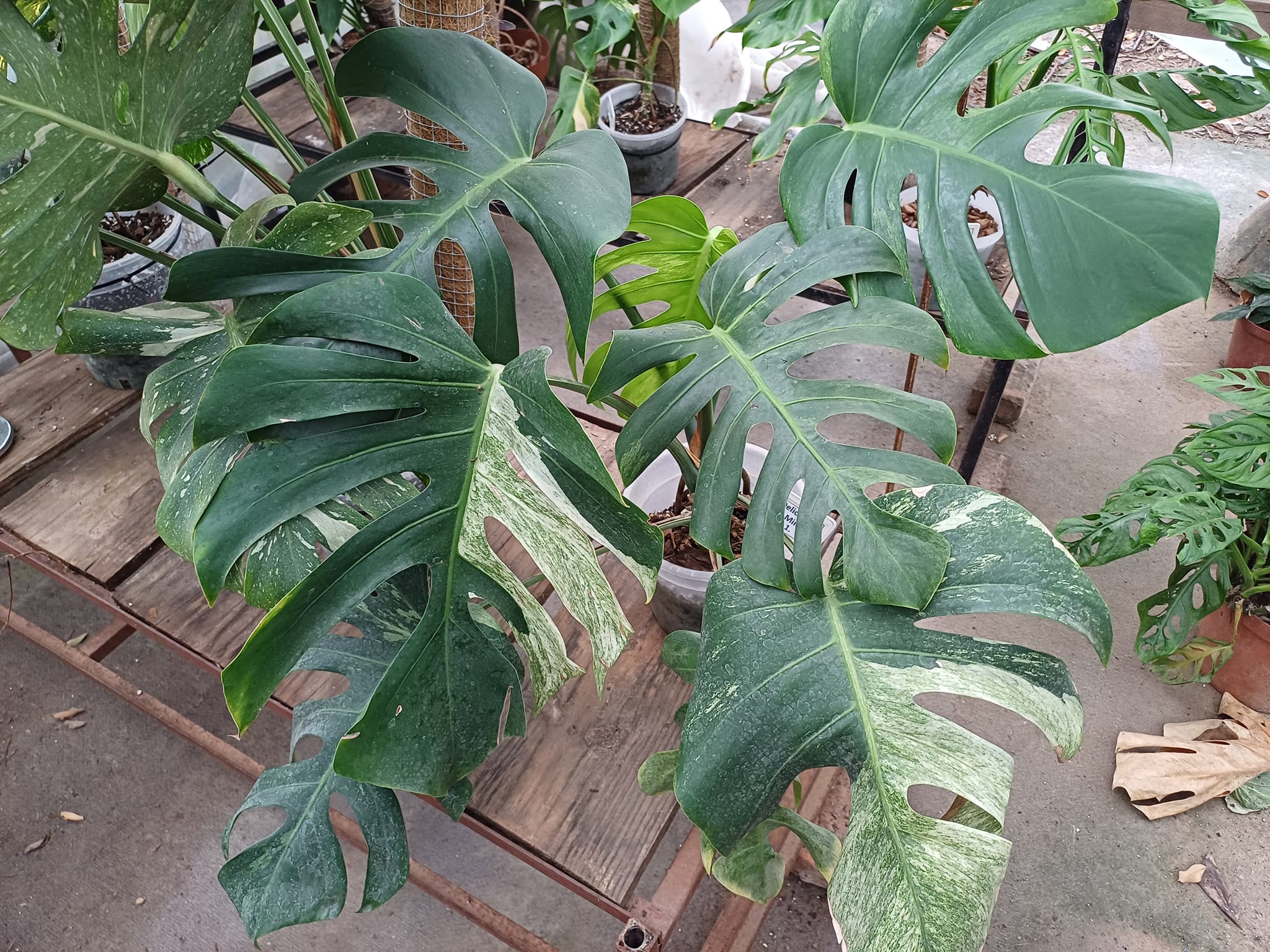 How to restore variegation on Monstera Deliciosa?