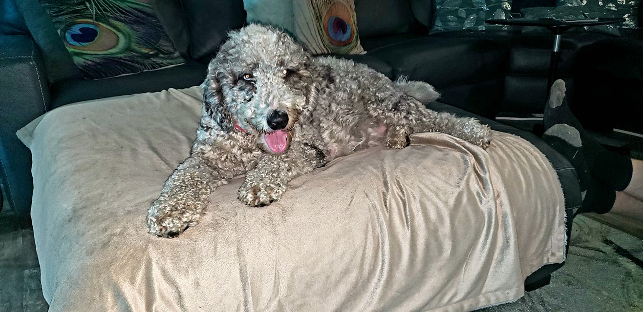 Look at this... - Golden feather farm of Doodles and Poodles