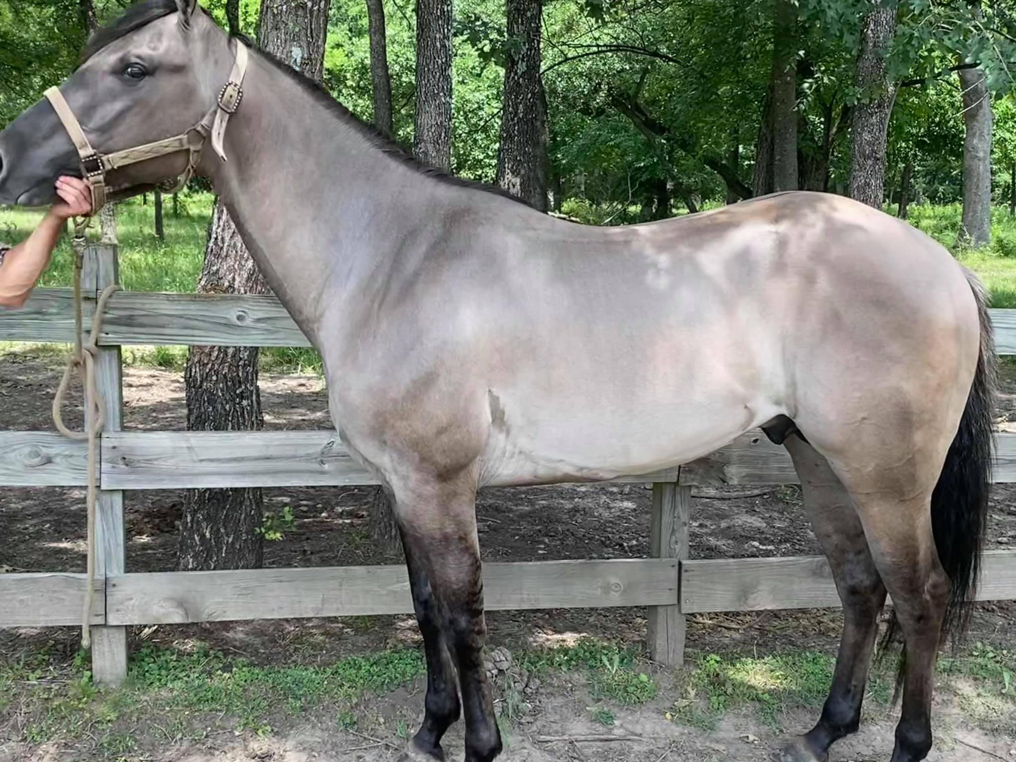 Rocking 4D Ranch | Terrell TX