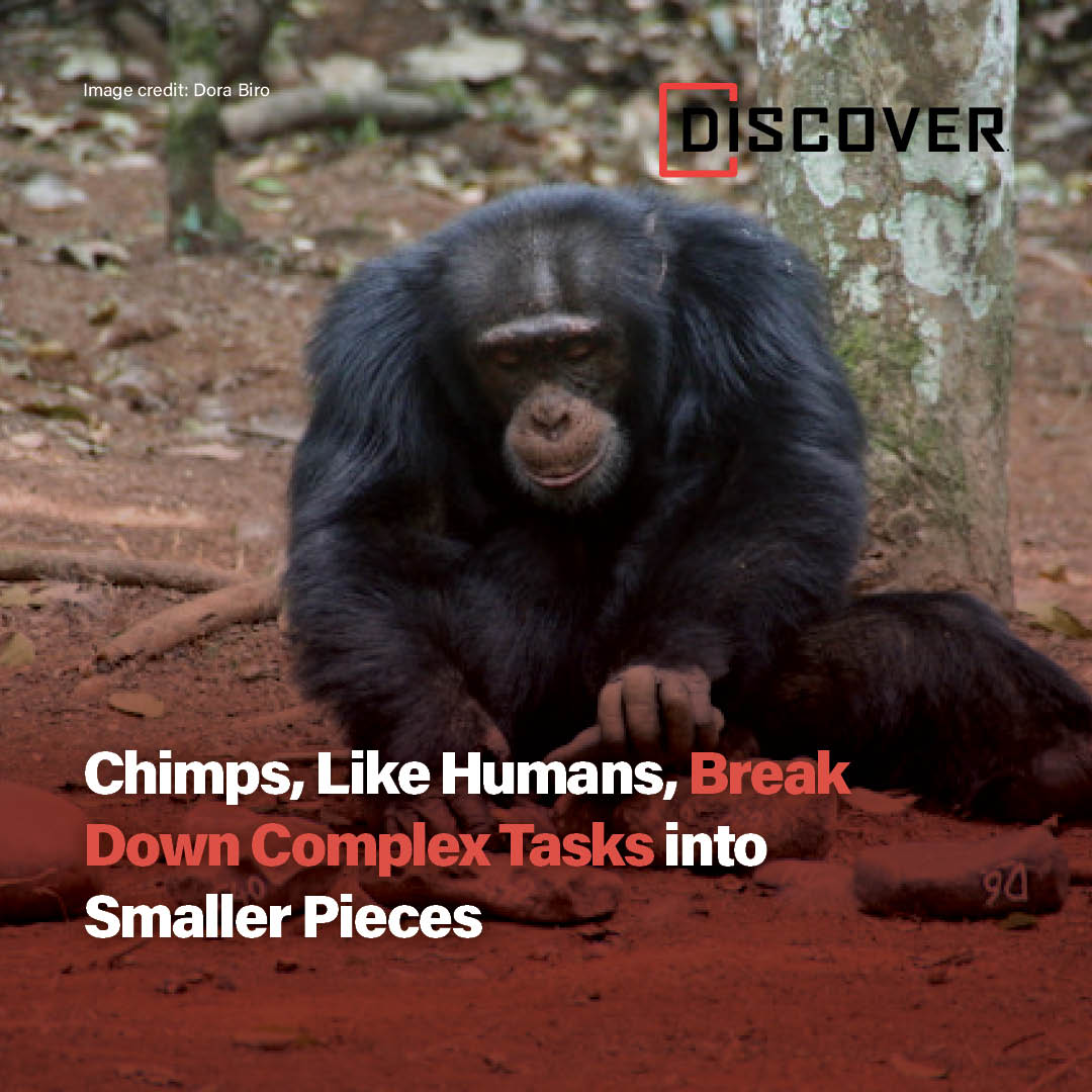 Learn how chimps learn and why this... - Discover Magazine