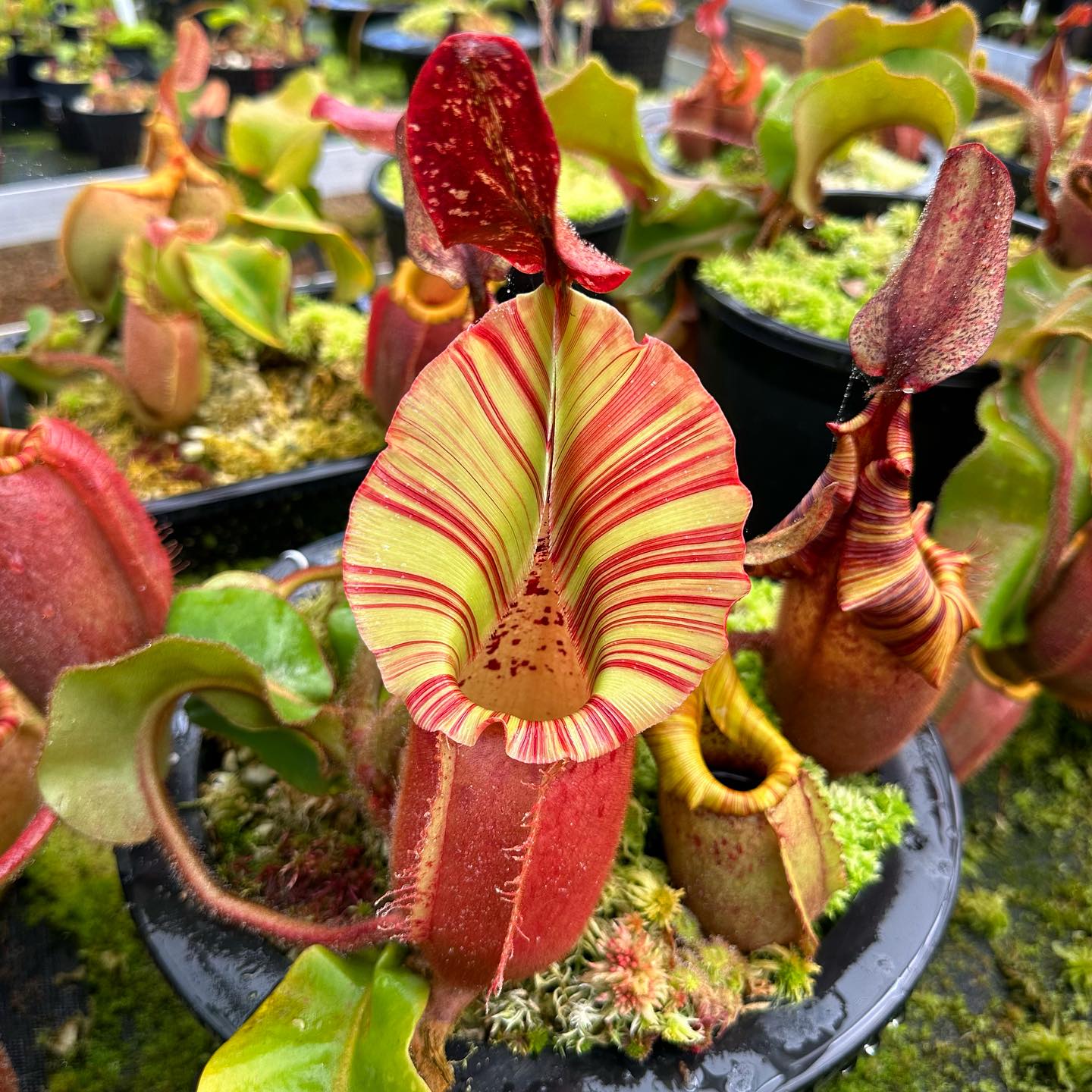 ★超ゲリラセール★ capi ハンドフラワーベース Spectacular Nepenthes 'Candy Dreams' plant