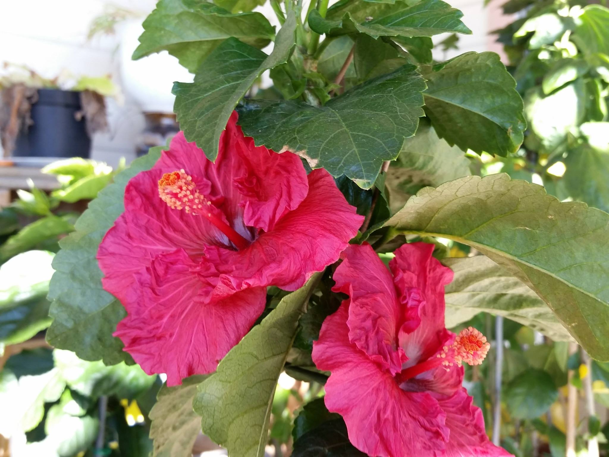 Kiss and Cry hibiscus blooms in Southern California