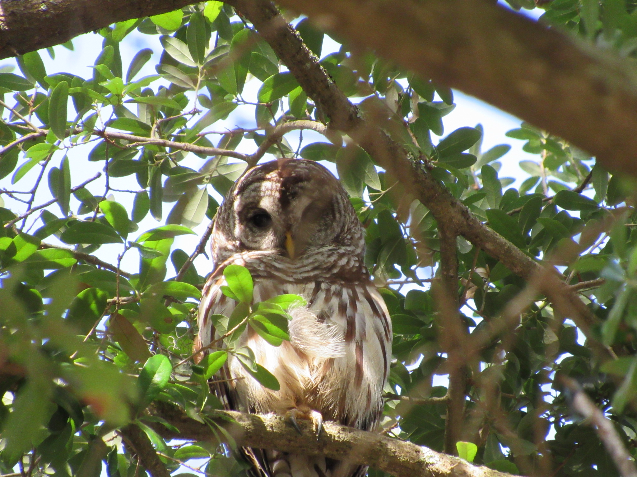 Juvenile Bard Owl Leita Thompson Park Roswell, Georgia. USA 6/20/2025