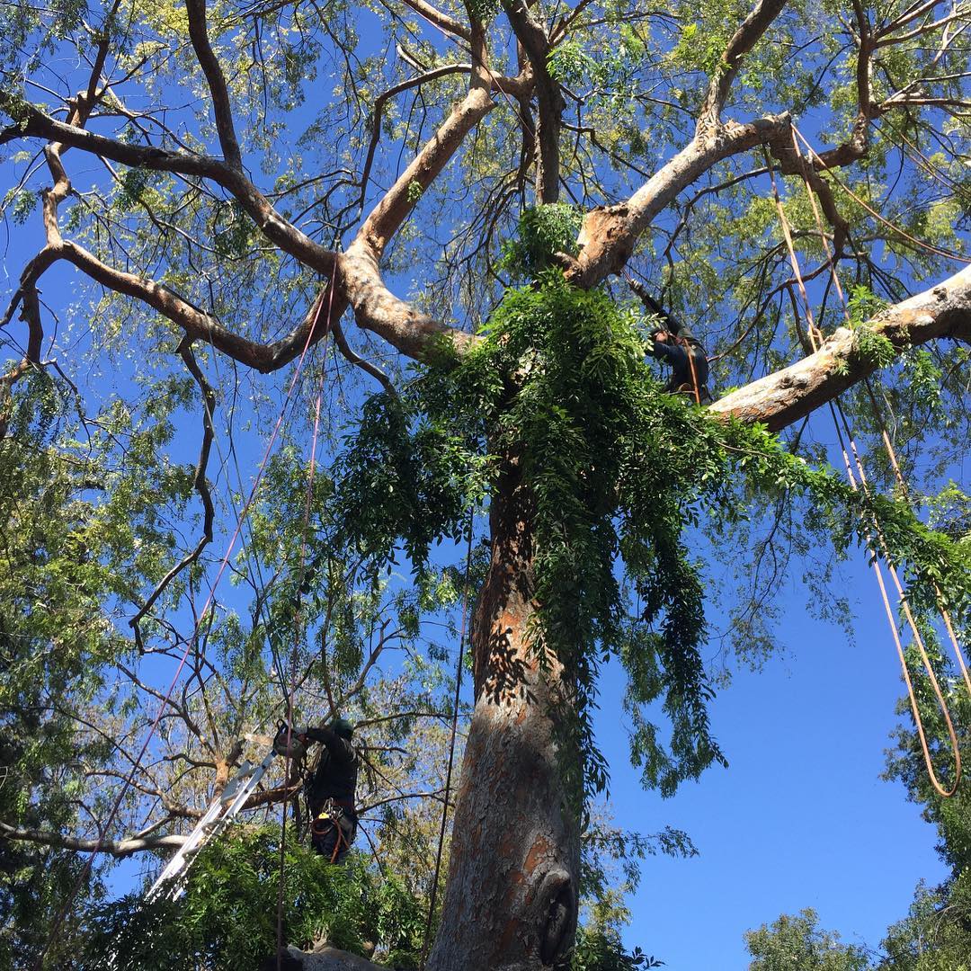 Alex's Natural Tree Care | Pomona CA