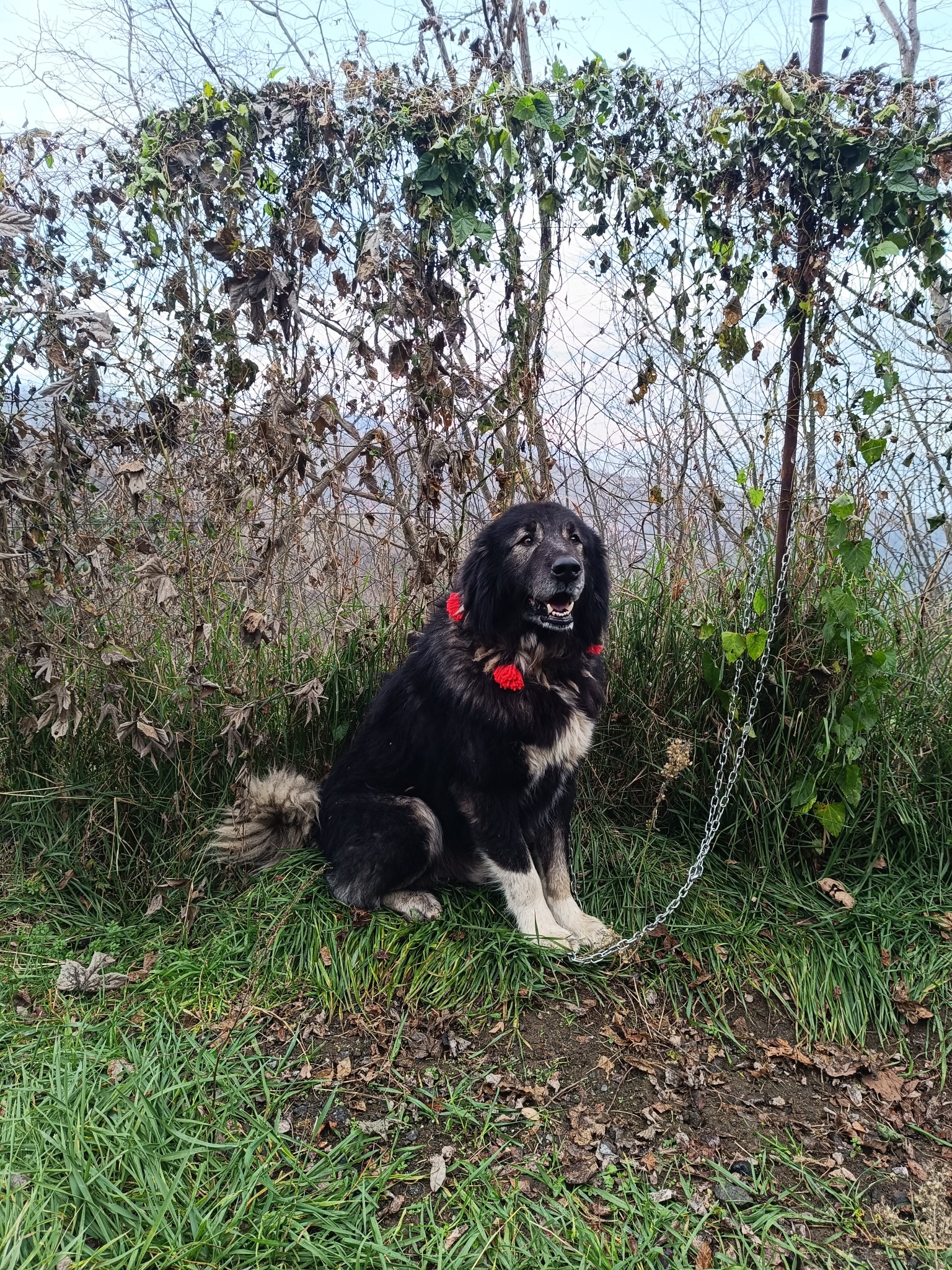 Trabzon Zerdeva Köpeği Derneği - Kıymetli takipçilerimiz,Bol rızıklı ...