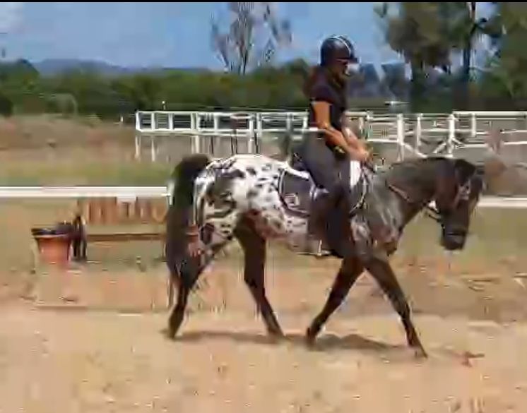 Sharp Performance Horses | Denman NSW