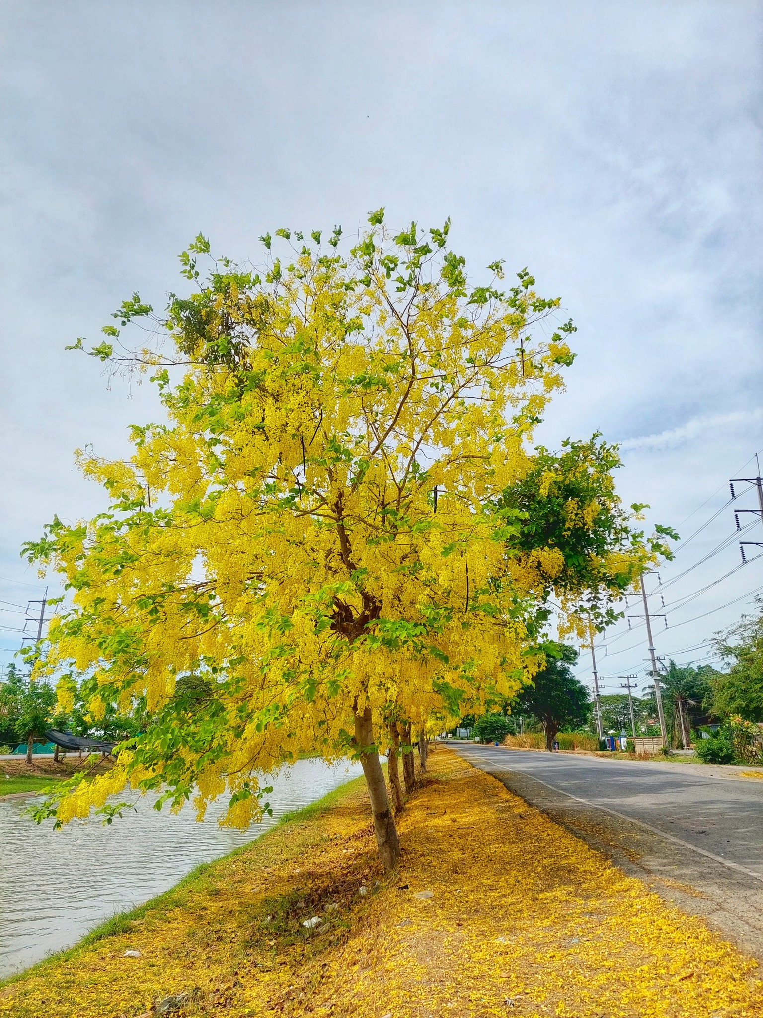Narumol - 12 เมษายน 2568 วันนี้ยังไม่เริ่มกิจกรรมเล่นน้ำสงกรานต์นะคะ ...