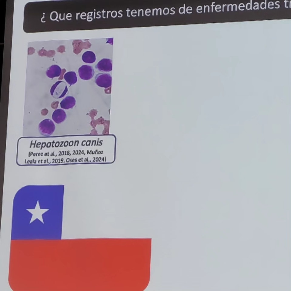 PathosVet - Patología & Laboratorio Veterinario | San Felipe