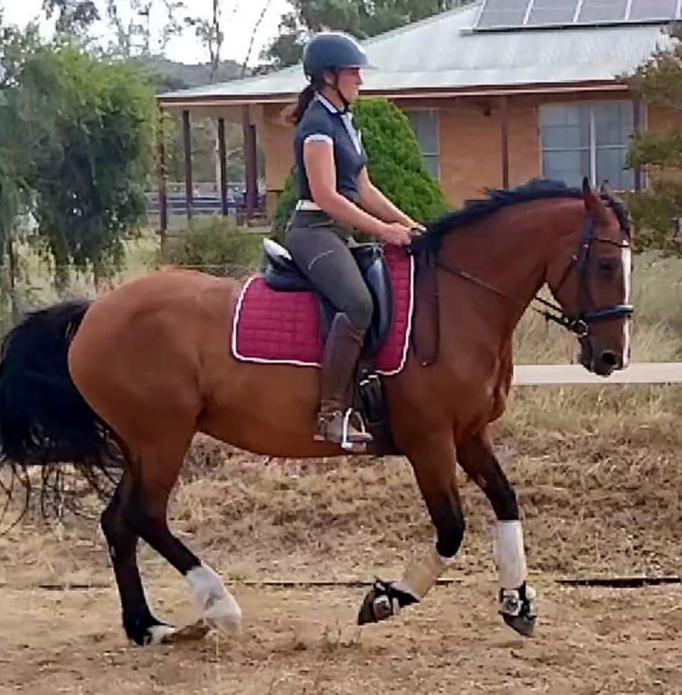 Sharp Performance Horses | Denman NSW