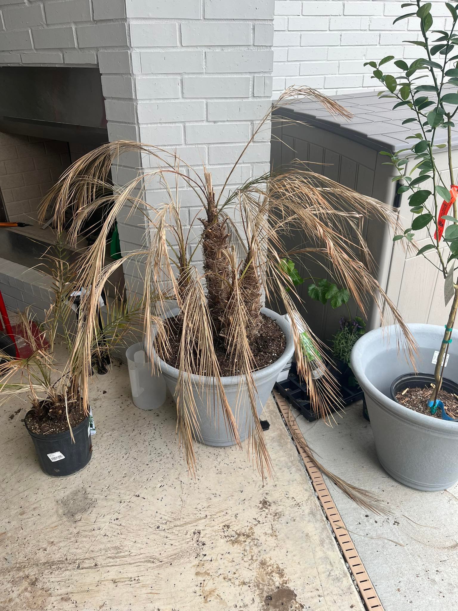 Pygmy palm care: advice needed for recovery
