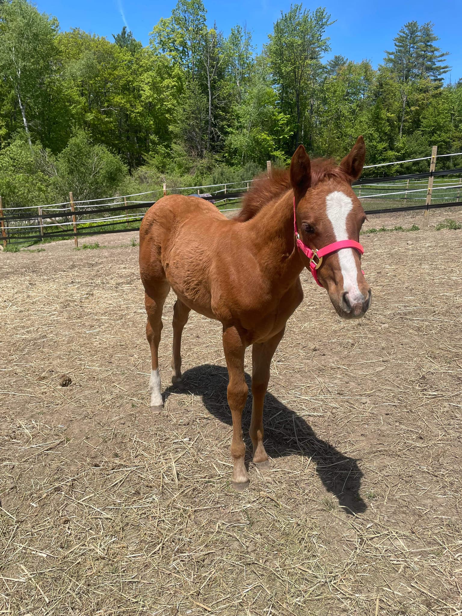 AQHA HORSES FOR SALE