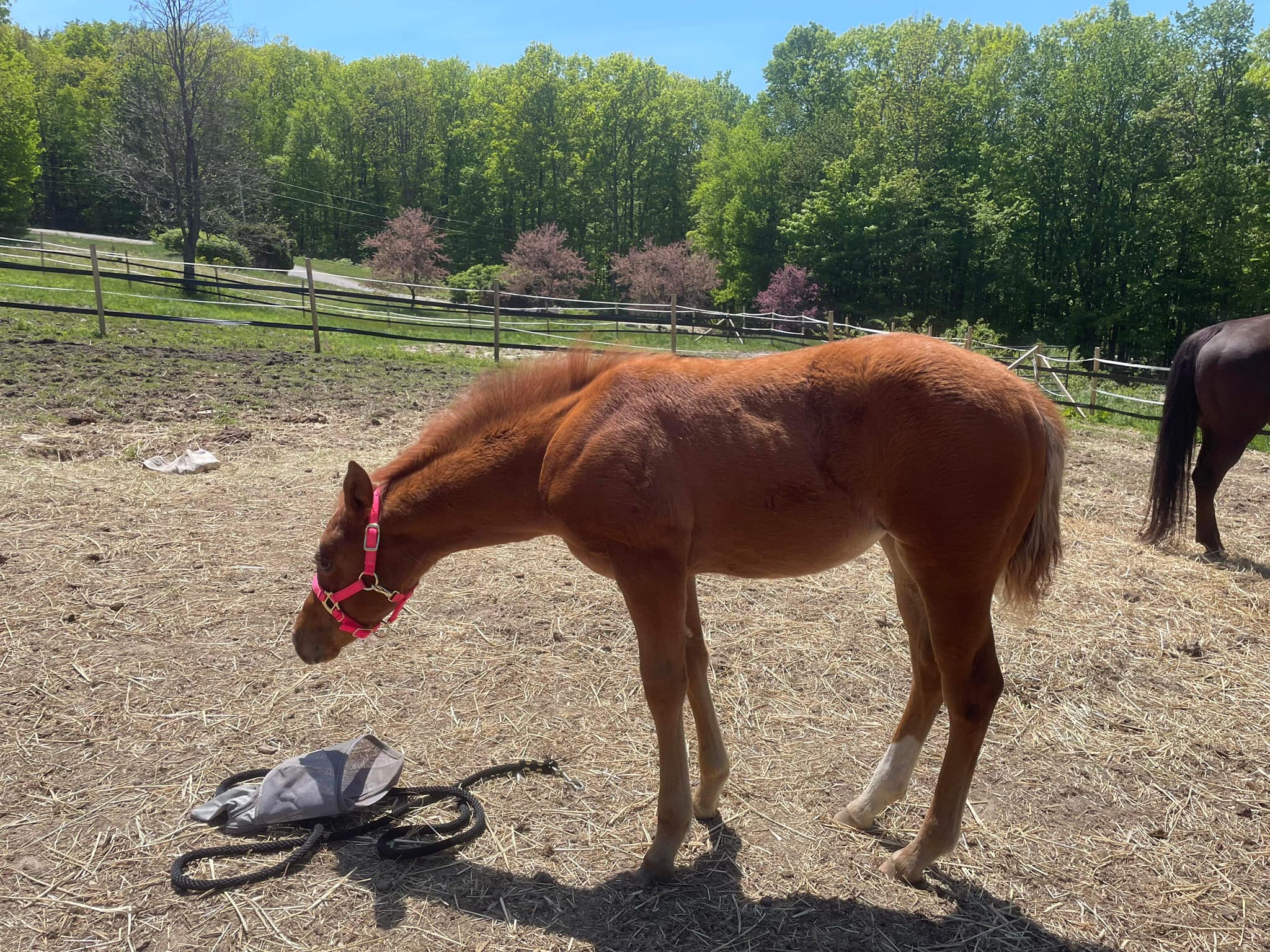 AQHA HORSES FOR SALE