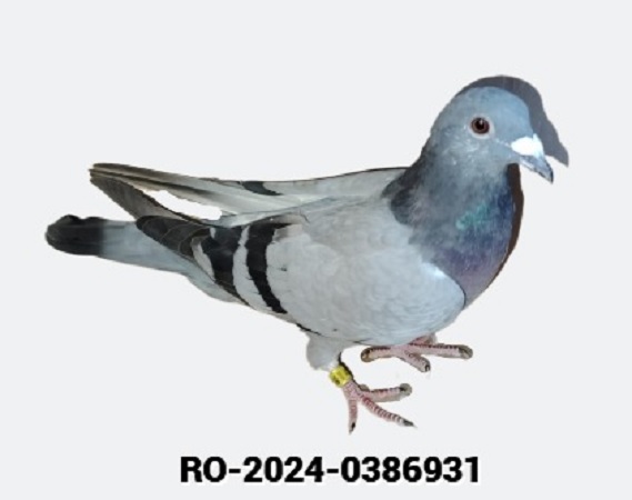 Romanian Racing Pigeons