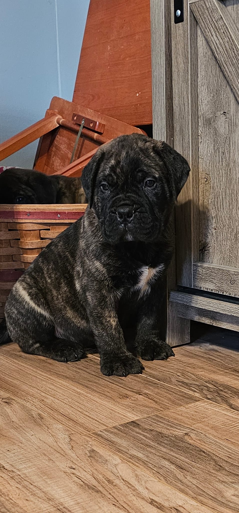 ** BLUE BOY HAS FOUND... - Priscilla Primetime Bullmastiffs