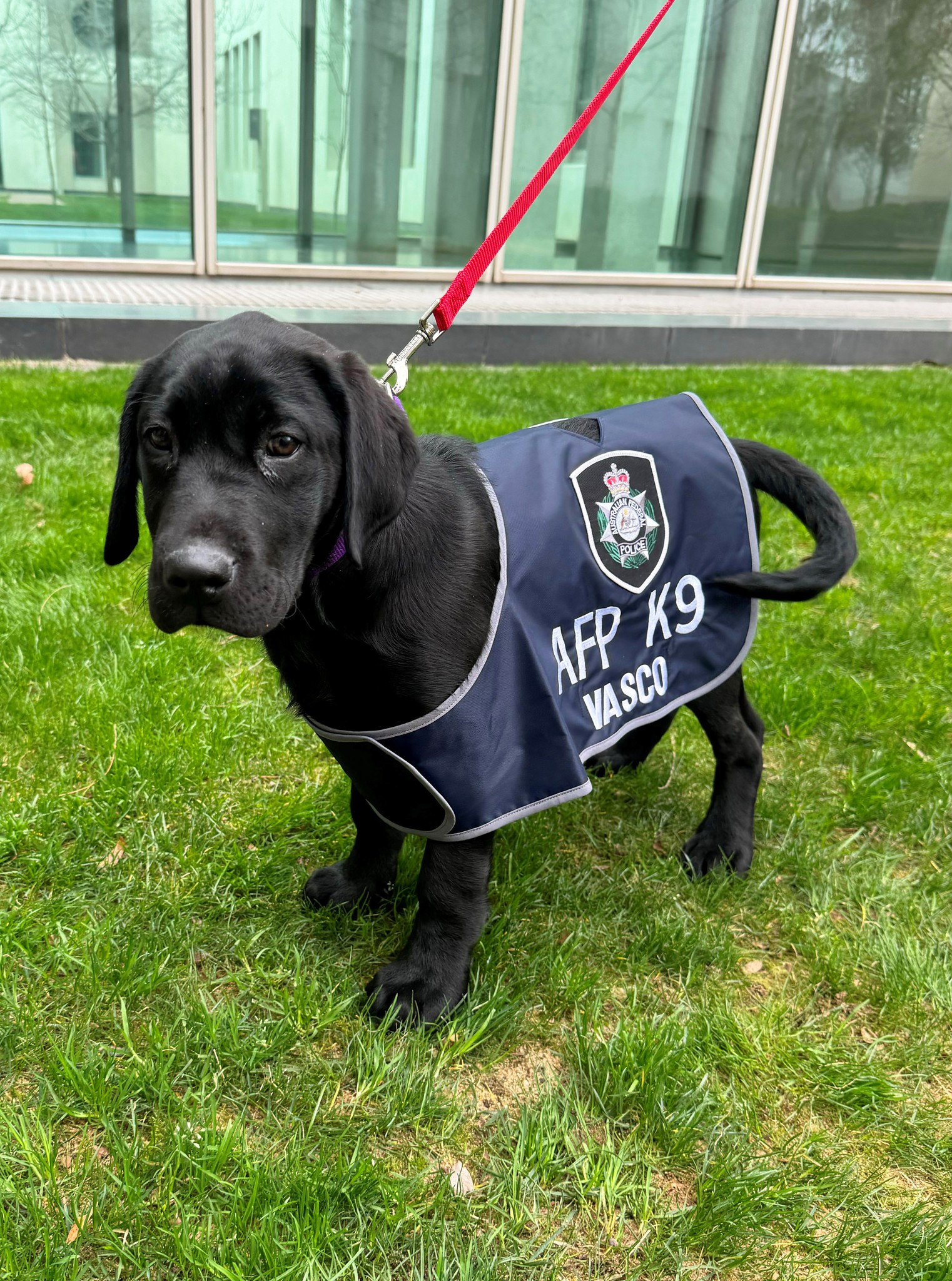 Australian - Meet Vasco! Vasco is one of the latest additions to the ...