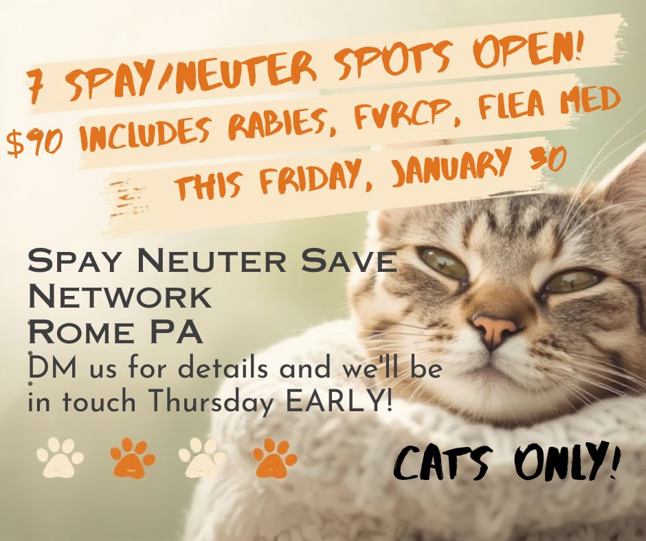 Curated visual reference: Gallery Detail: Kindred Spirits Feral Cat Program