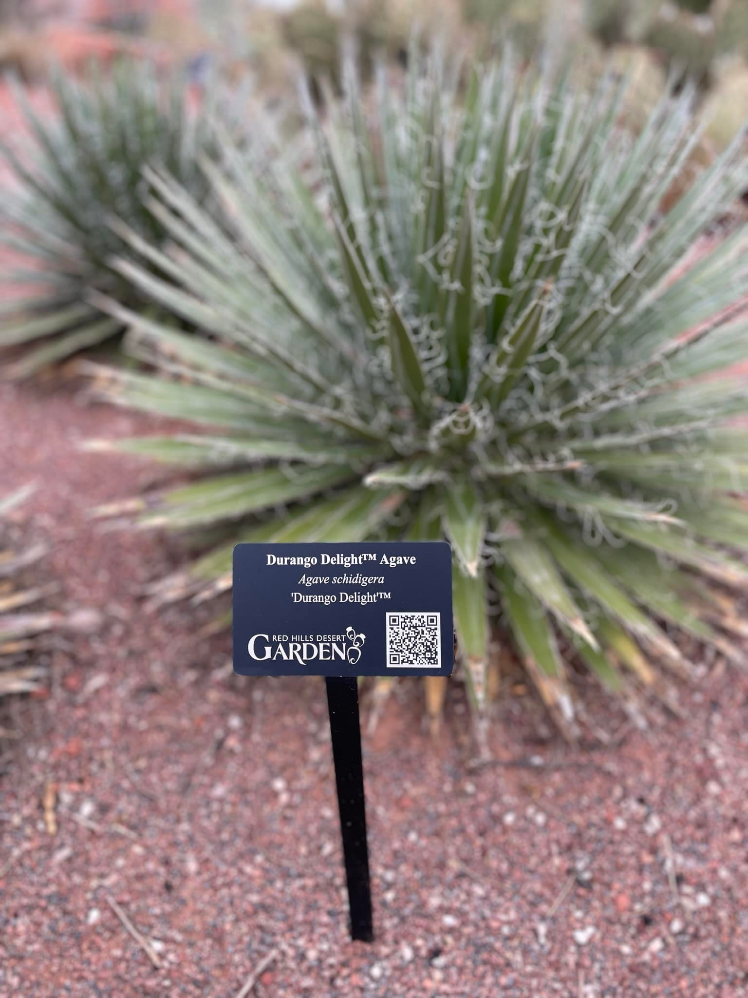 Agave parryi 'Desert Delight' 249