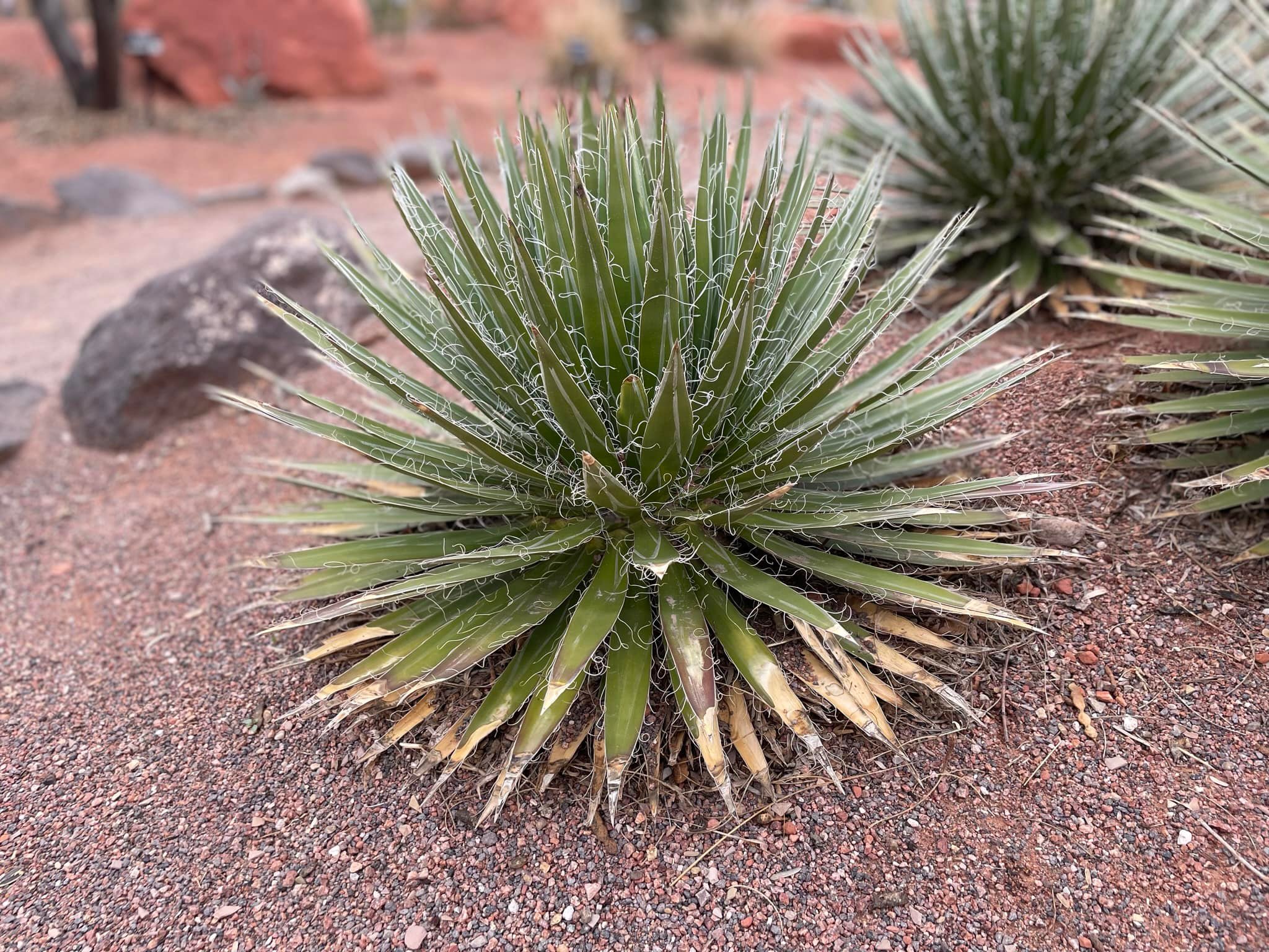 Agave parryi 'Desert Delight' 249