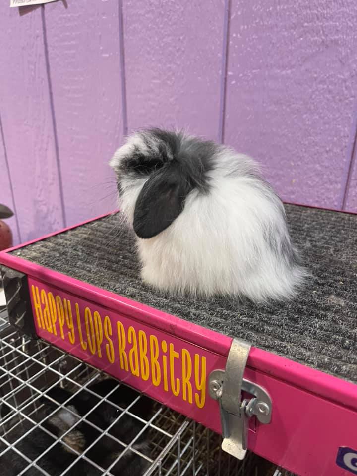 Happy Lops Rabbitry added a new photo. - Happy Lops Rabbitry