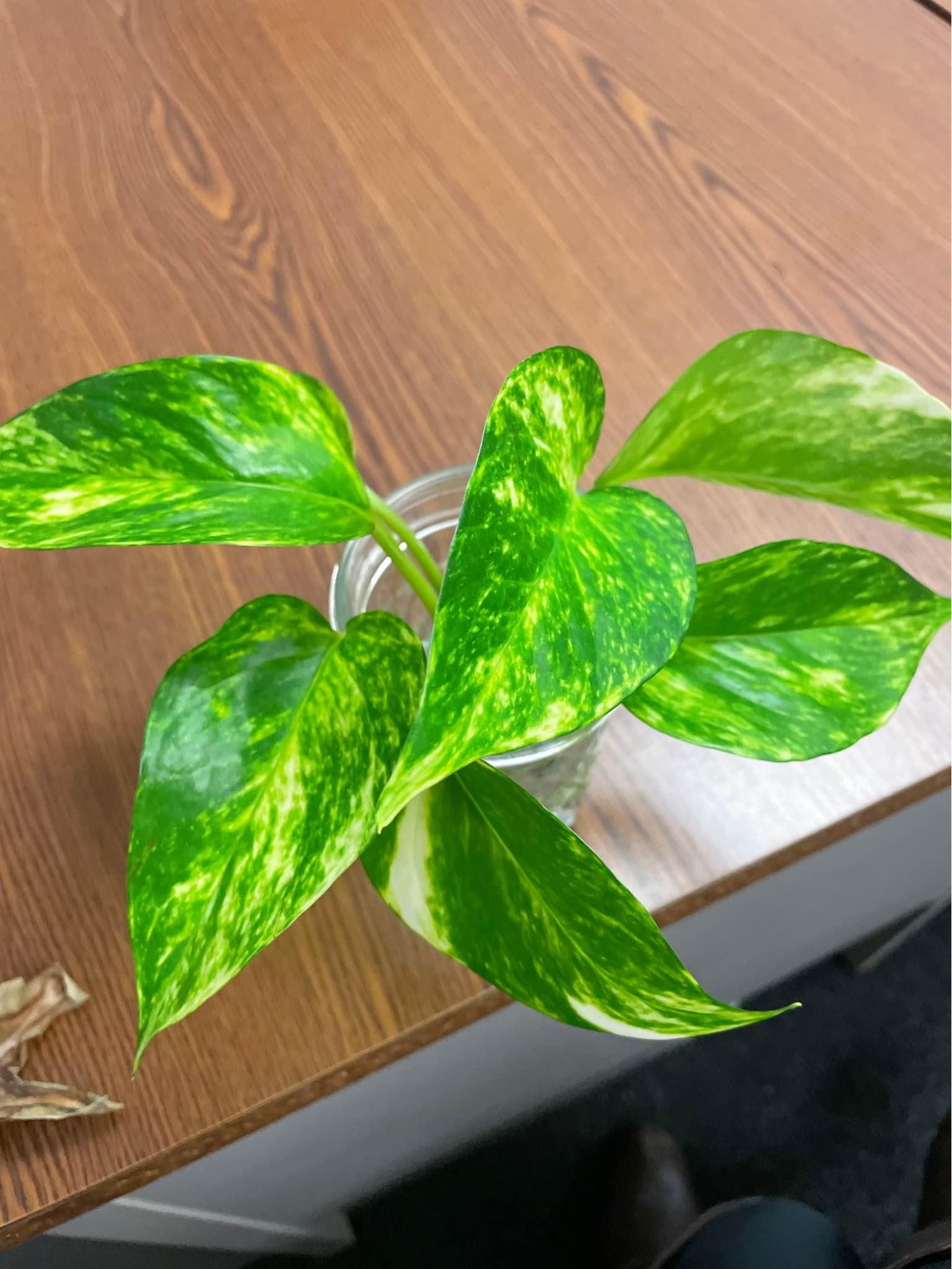 Live plants fully rooted - Plants & Seedlings - Langhorne, Pennsylvania ...