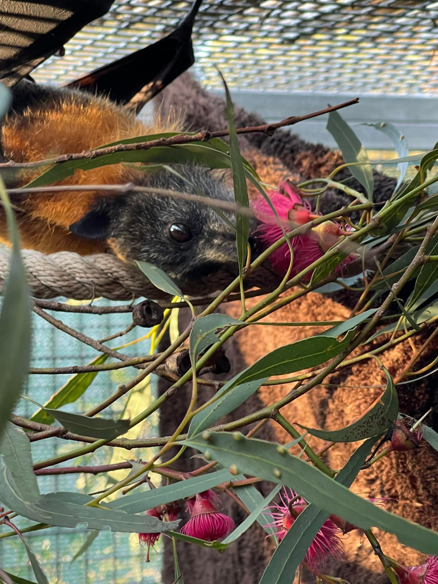 Our current... - Bat Rescue SA Inc - Adelaide Bat Chat | Facebook