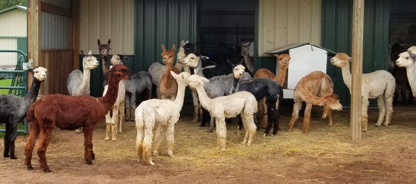 R K Ranch Suri Alpacas | Chetek WI
