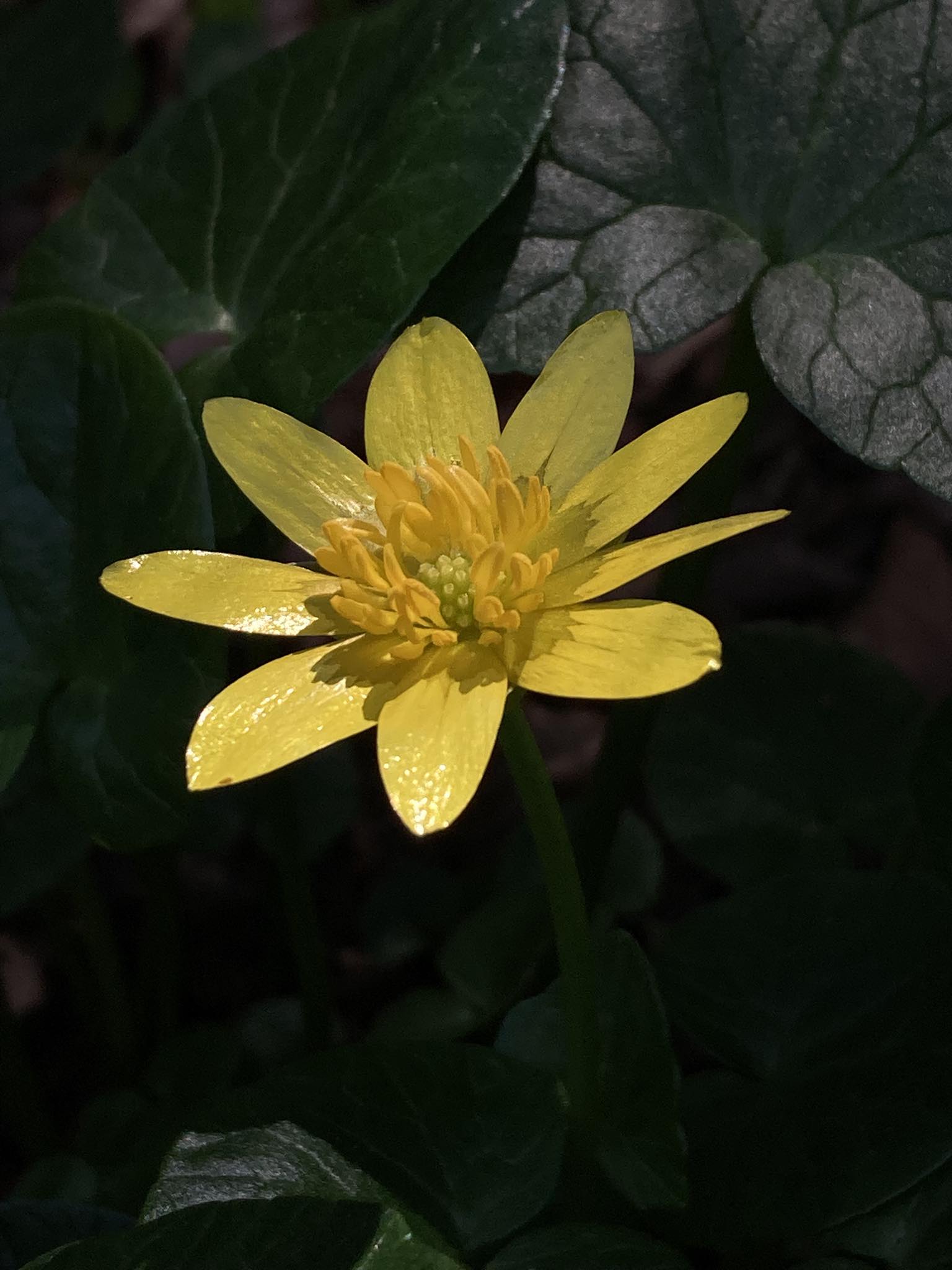 福寿草 に 似 た 花
