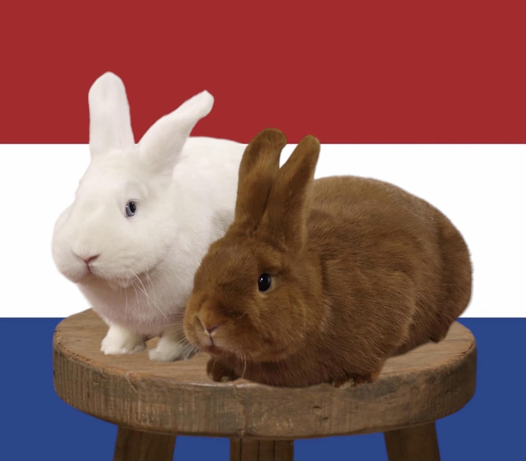 Thrianta- en Hulstlander... - Thrianta- en Hulstlander Club