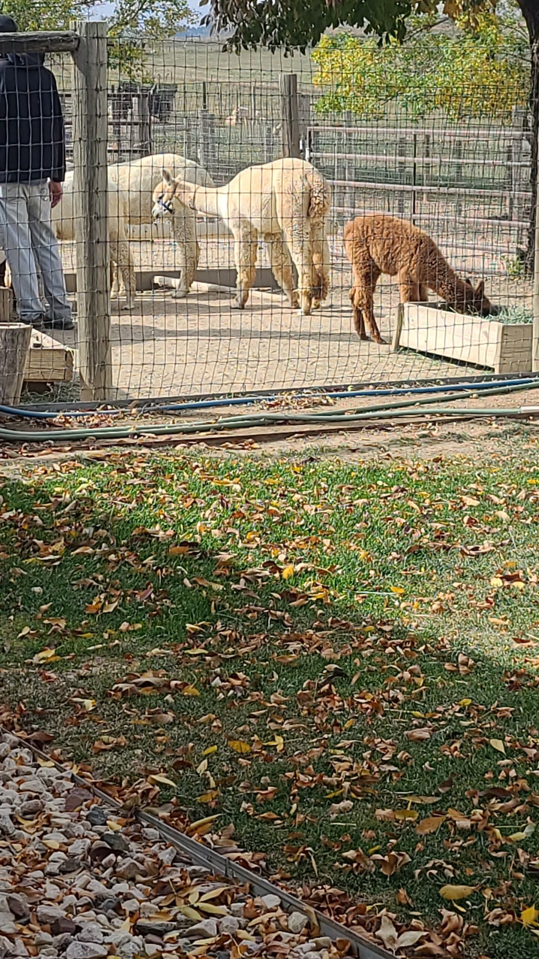 Stargazer Ranch Alpacas | Loveland CO