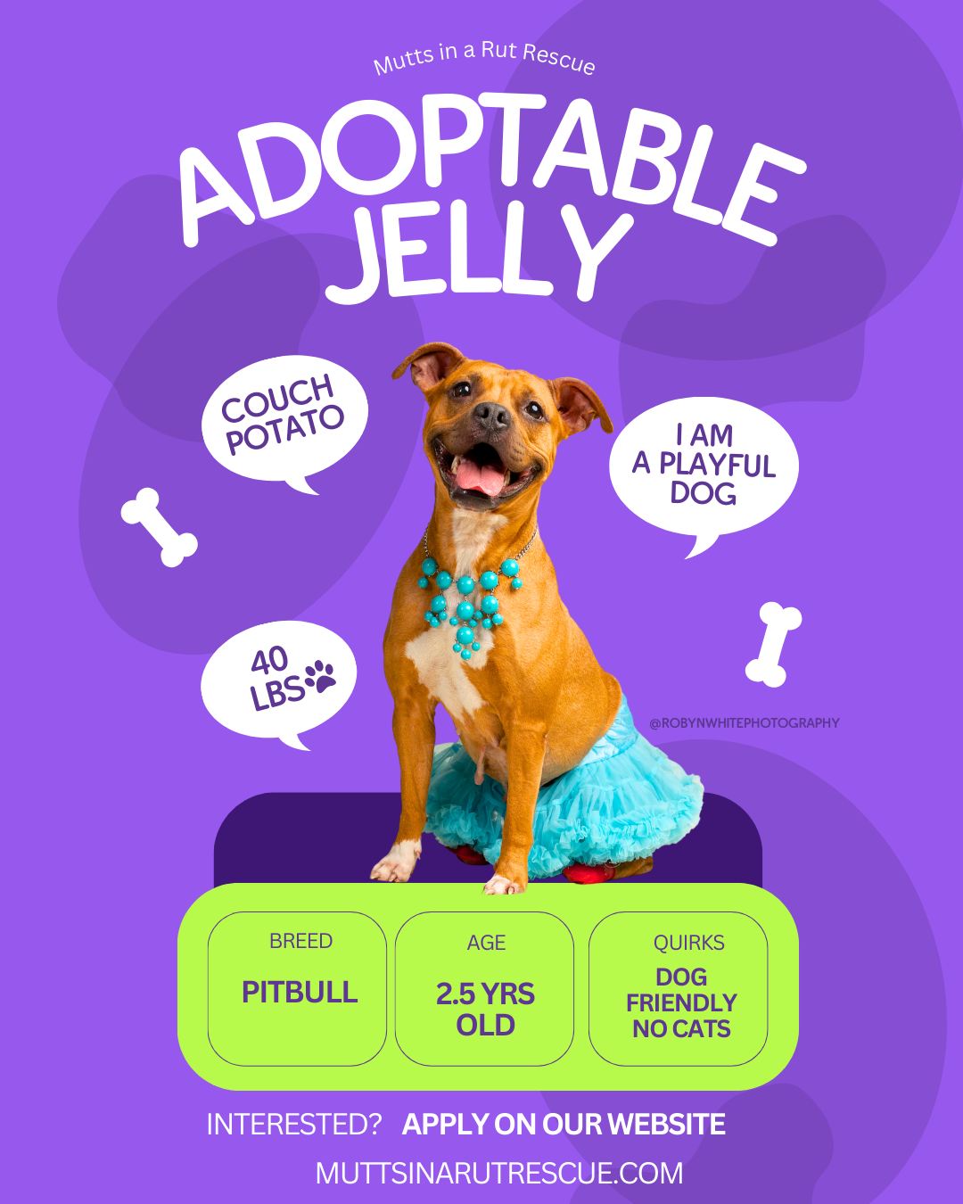 Mutts - Meet Jelly! This 2.5-year-old, 40 lb Pocket Pittie is the ...