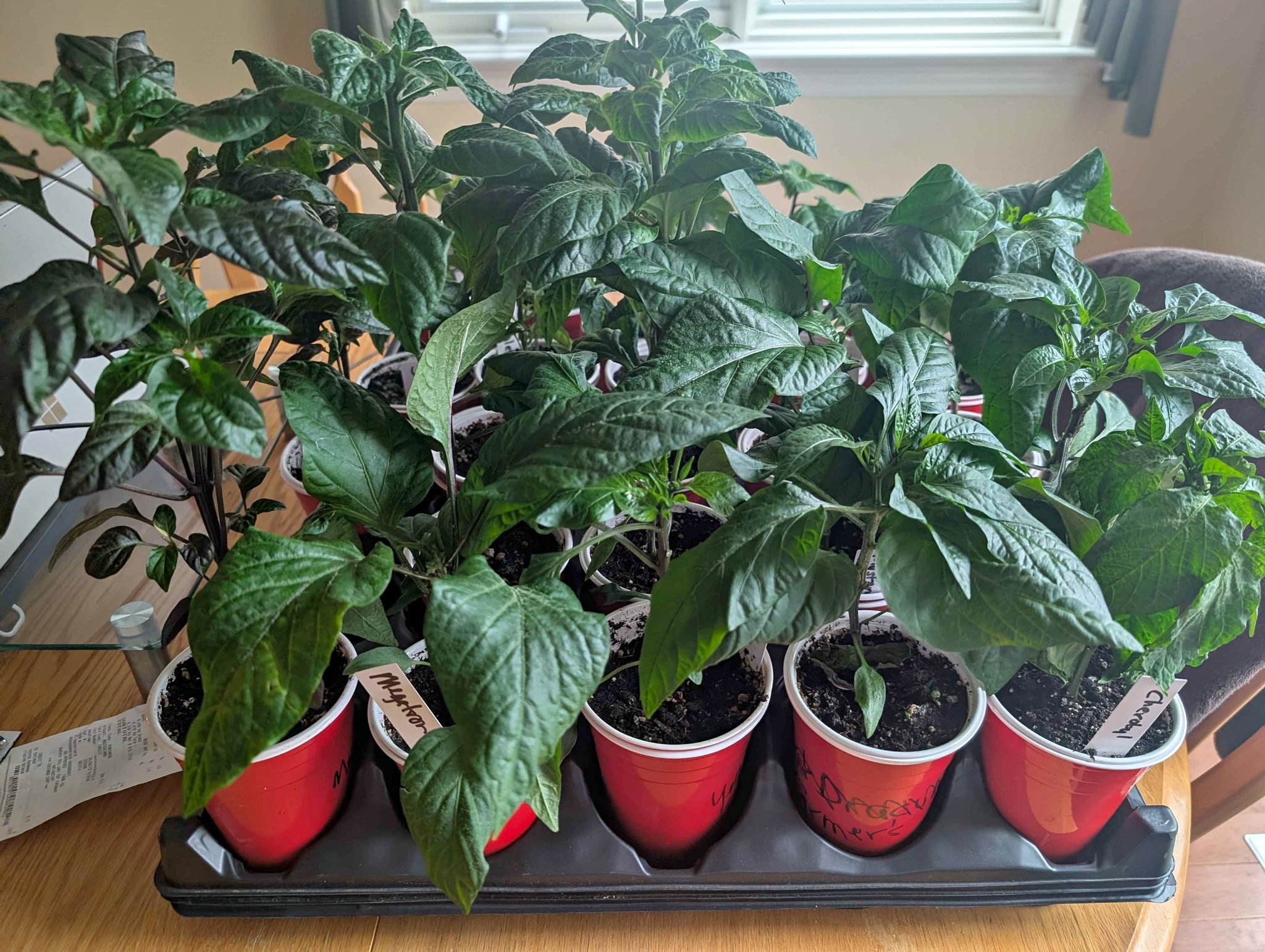 Bird Eye Chillies/Siling Labuyo - Decals, Stickers & Vinyl Art - Ottawa ...