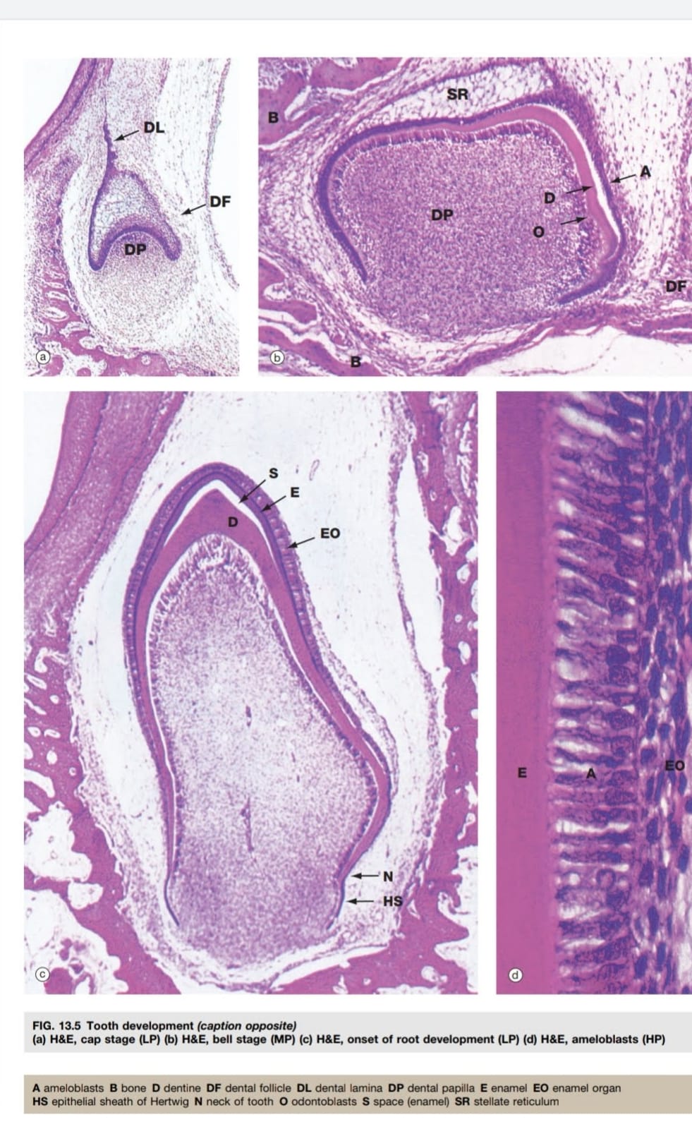 Tooth Histology Labeled