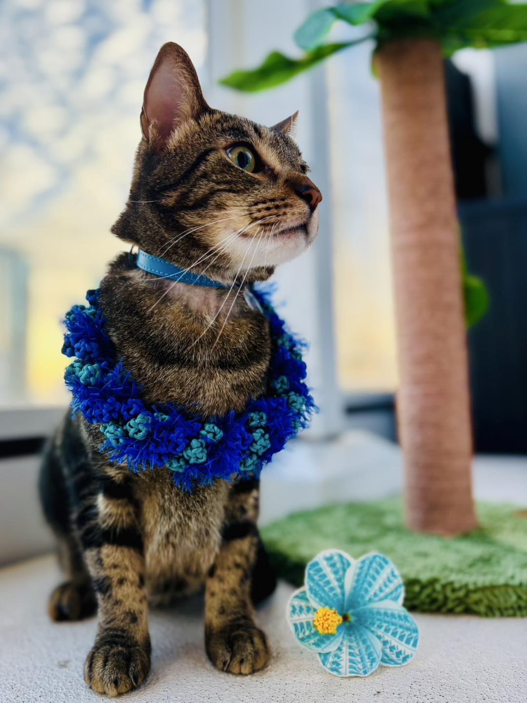 オアフ島から来た猫 Aloha Potato! 2月22日は #猫の日 💙 猫の日を祝してオアフ島在住の