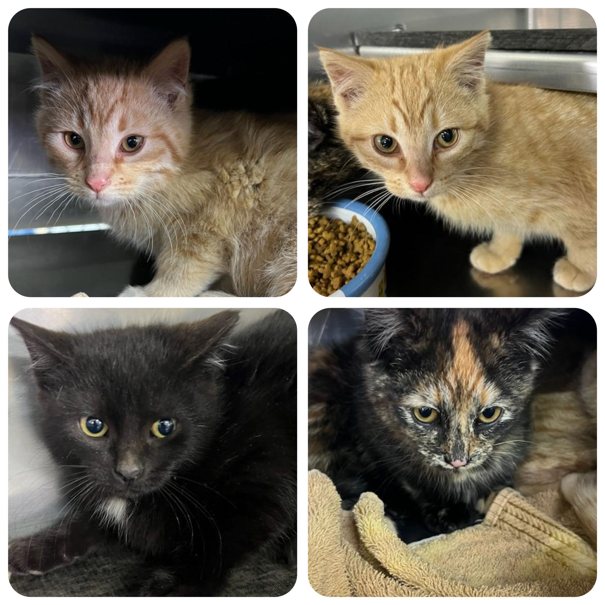 Ark Animal Rescue and... - Ark Animal Rescue and Adoption