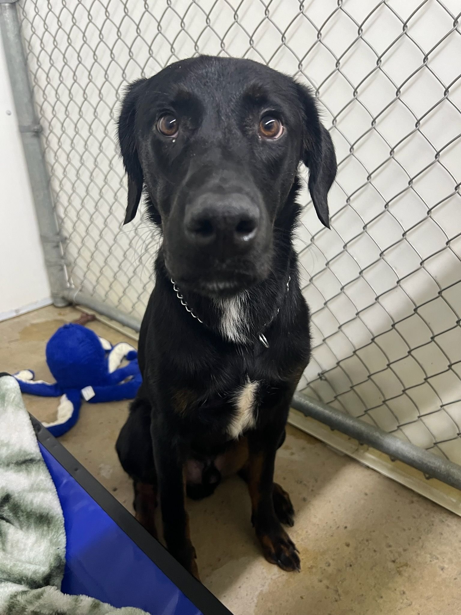 Ark Animal Rescue and... - Ark Animal Rescue and Adoption