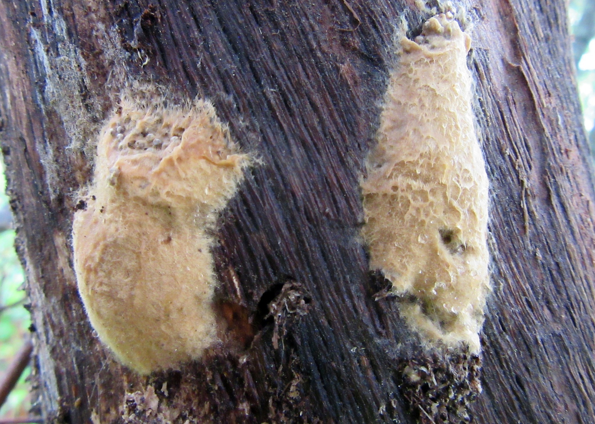 Keep an eye out for new spongy moth egg masses! If you find these ...