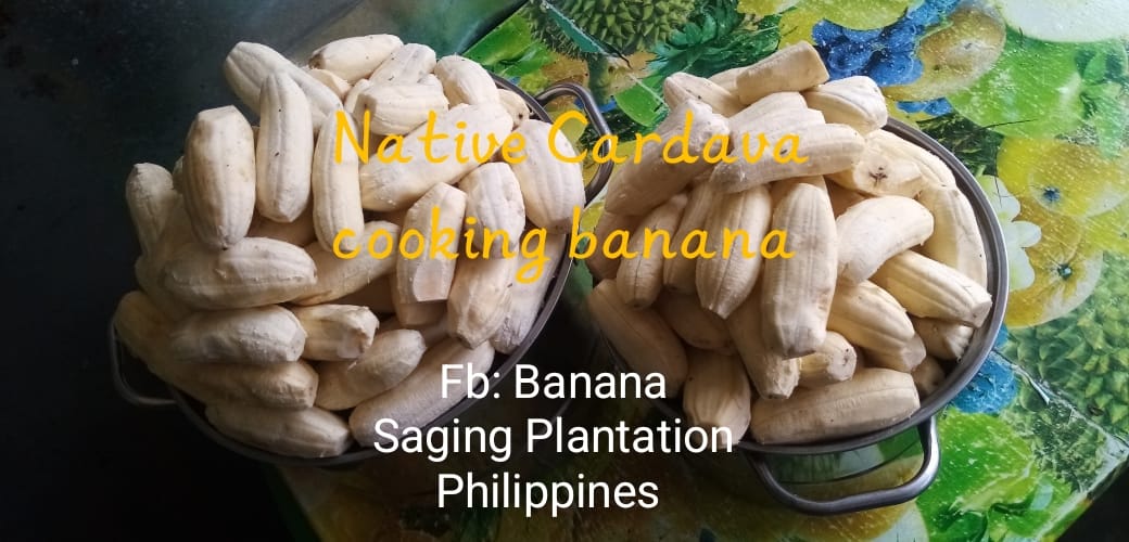 Banana - Friends told us that the native Cardava banana tastes ...