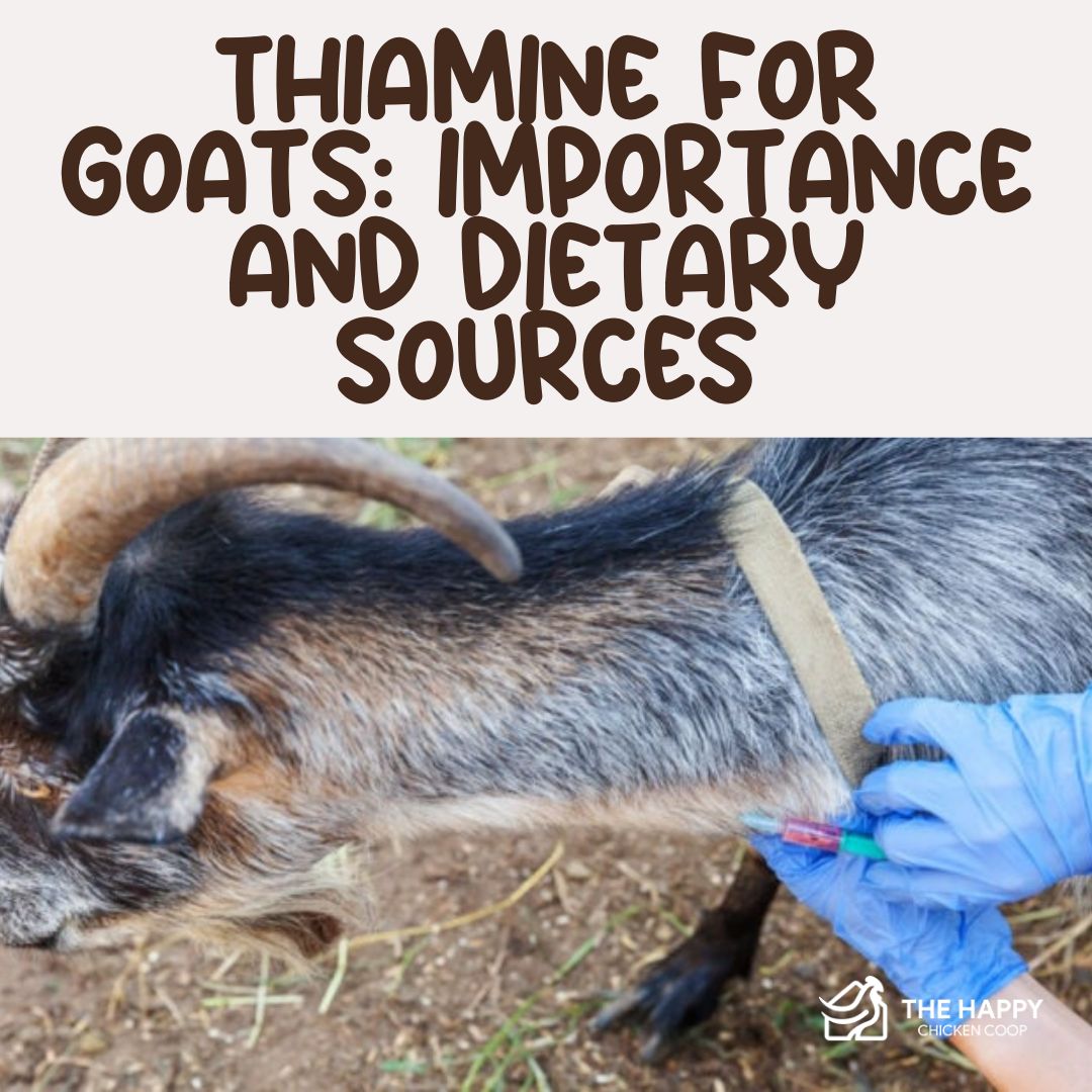 goat b12 injections safe during oregnancy This article explains the importance of thiamine (Vitamin B1) for goats, symptoms of deficiency, and how to supplement it in their diet moq-9