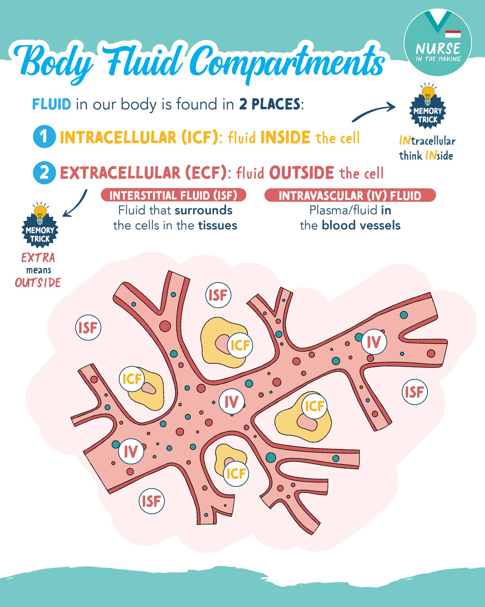 🩸Body Fluid Compartments Laminated... - Nurse In The Making | Facebook