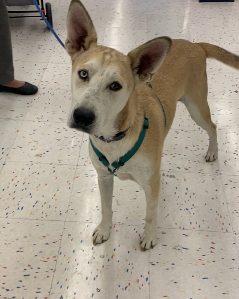 Adopt Me Rescue | Los Angeles CA